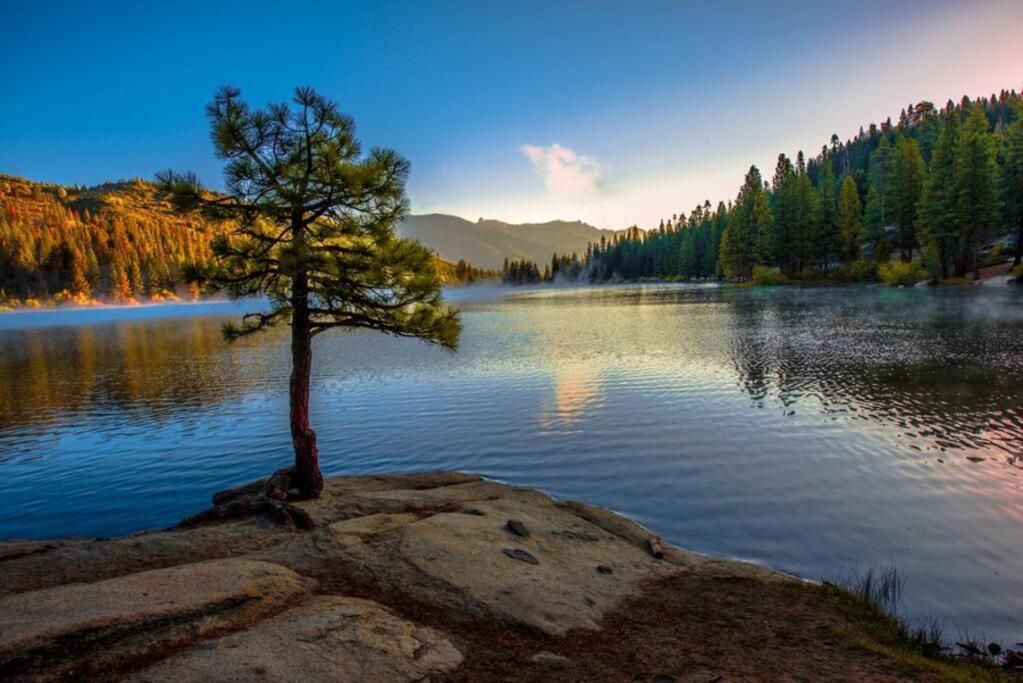 Sequoia Splendor, Inside Kings Canyon Np By Visitors Center Wilsonia Dış mekan fotoğraf
