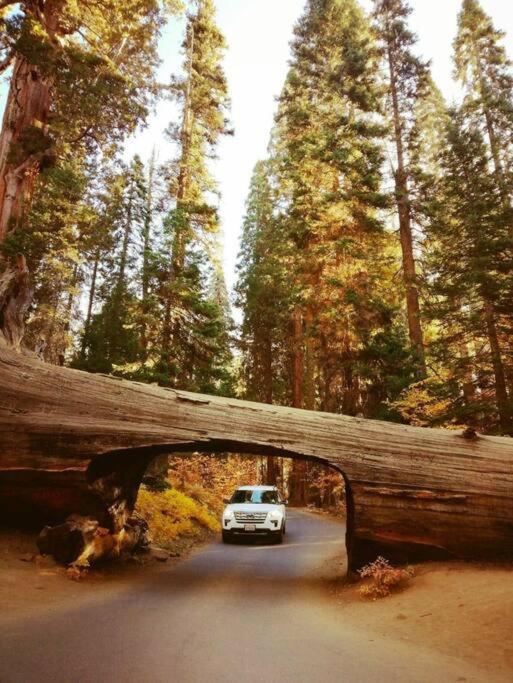 Sequoia Splendor, Inside Kings Canyon Np By Visitors Center Wilsonia Dış mekan fotoğraf