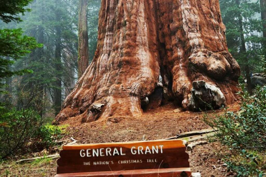 Sequoia Splendor, Inside Kings Canyon Np By Visitors Center Wilsonia Dış mekan fotoğraf