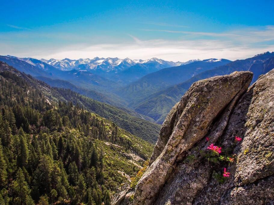 Sequoia Splendor, Inside Kings Canyon Np By Visitors Center Wilsonia Dış mekan fotoğraf