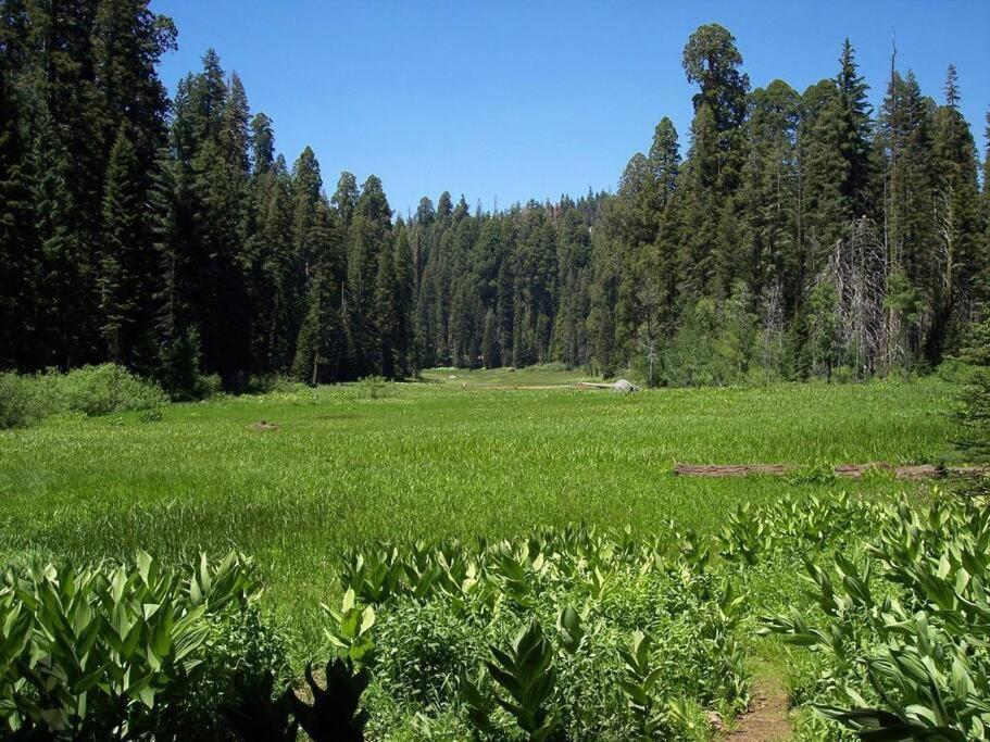 Sequoia Splendor, Inside Kings Canyon Np By Visitors Center Wilsonia Dış mekan fotoğraf