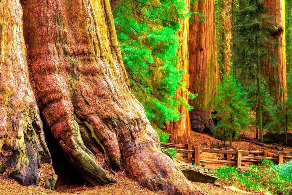 Sequoia Splendor, Inside Kings Canyon Np By Visitors Center Wilsonia Dış mekan fotoğraf